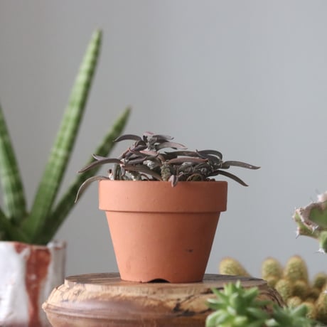 Euphorbia cylindrifolia × YAMABACHI   no.51912