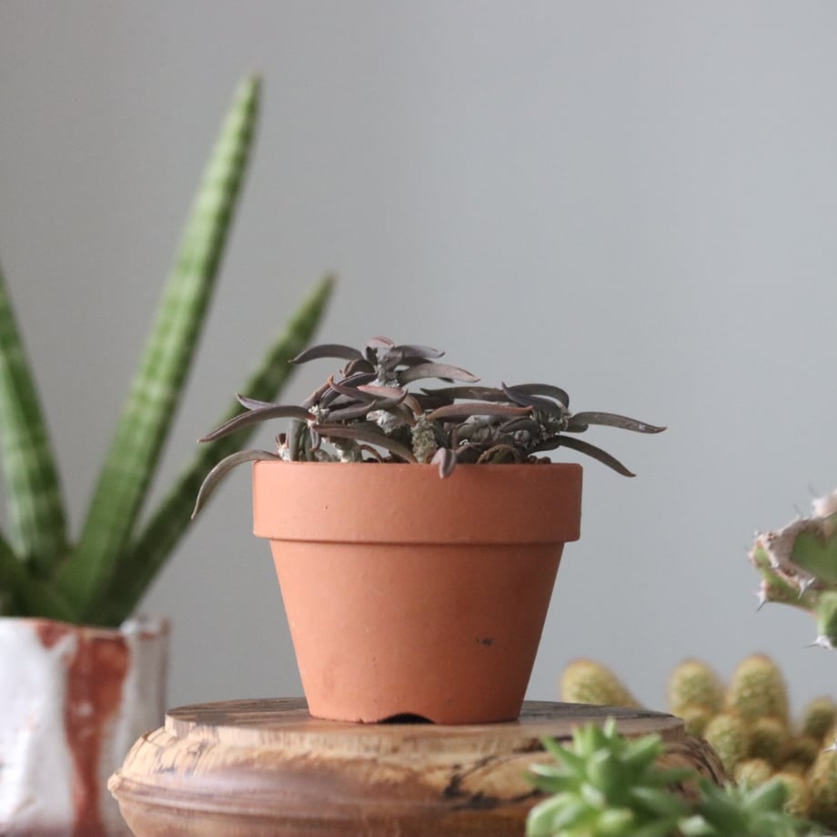 6646f60aa06e09002f78ea08