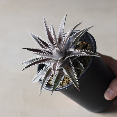 Dyckia 'Bakers Domain' x 'Super Arizona' Shidoku_Plants Hybrid / (3.5号鉢)  no.913/62