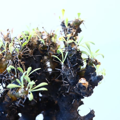 N/OH × Othonna  euphorbioides   no.61858