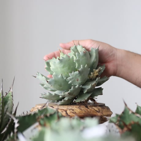 Agave Isthmensis / Style of Chika　no.42182