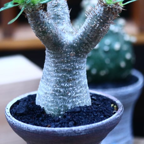 パキポディウム  イノピナツム／Pachypodium Inopinatum   no.100329