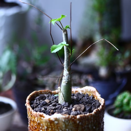 コミフォラ ロンギペデケラータ  Commiphora Longipedecellata   no.71928