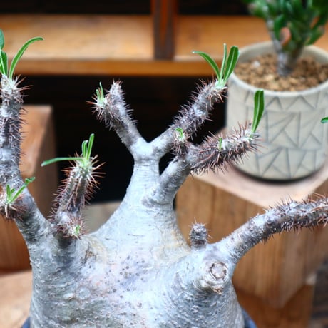 パキポディウム  グラキリス／Pachypodium  gracilius     no.61903