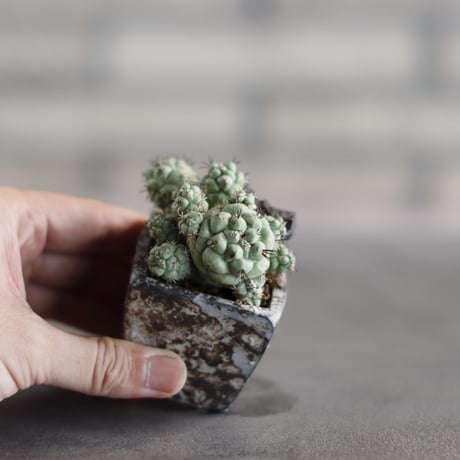 Ortegocactus macdougallii  × takero pot (2号)  no.823-19