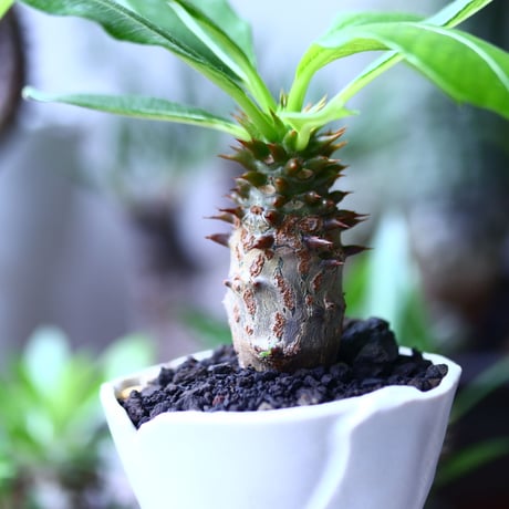 パキポディウム  ウィンゾリー 実生   Pachypodium baronii var. windsori    no.71910