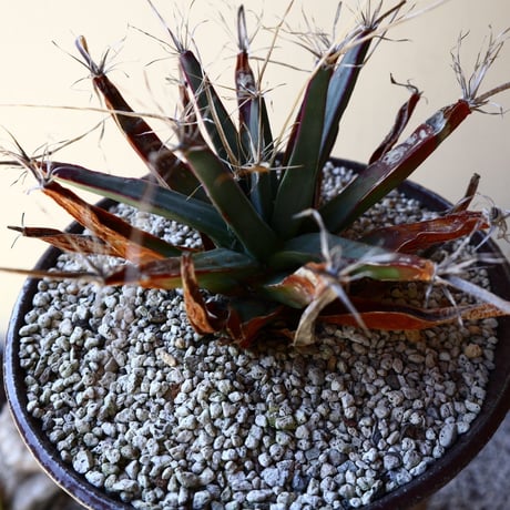 レウクテンベルギア  晃山    Leuchtenbergia principis  no.40713