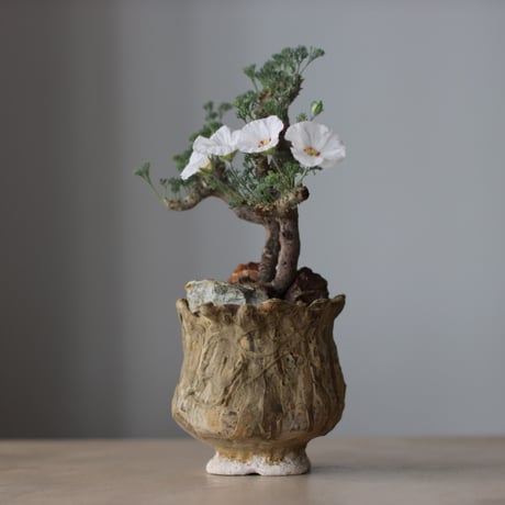 Sarcocaulon multifidum × Virginija Klisevicivte / PLANETX (4号)  no.511/9