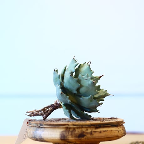 Agave Isthmensis / Style of Chika   no.1015/89