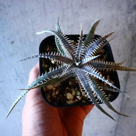 Dyckia 4th of July Series XX1-3.    008