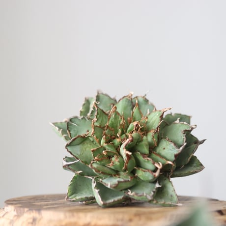 Agave titanota filigree Devil/ Style of Chika　no.42126