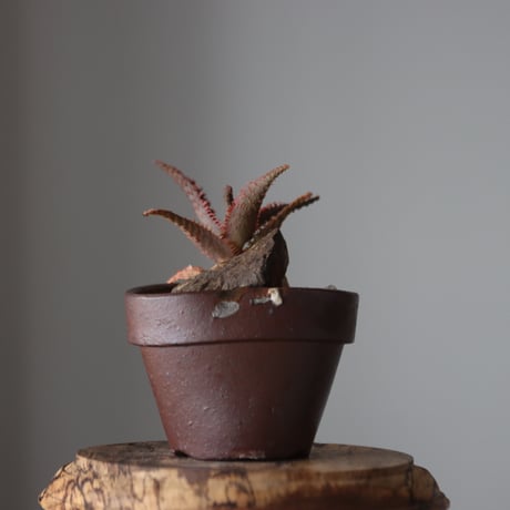 Aloe ‘Chiristmas Carol’ × YAMABACHI var.六本芽　 no.52615