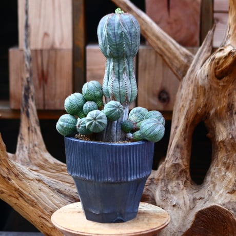 ユーフォルビア  仔吹きオベサ / Euphorbia obesa    no.22601
