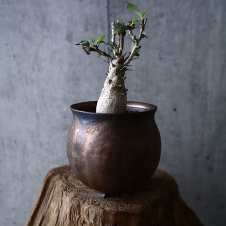 フォークイエリア   コルムナリス     Fouquieria columnari   no.006