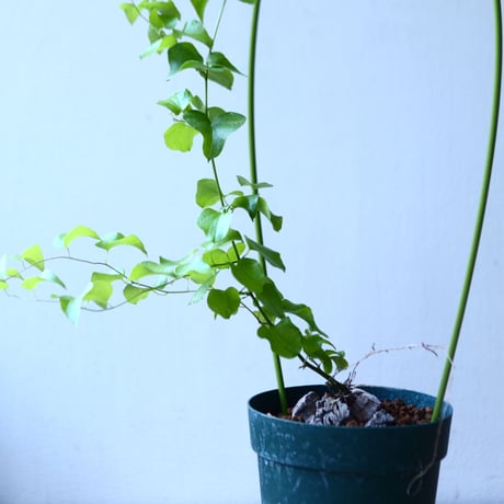 ディオスコレア   亀甲竜    Dioscorea elephantipe     no.110839-1