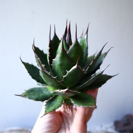アガベ ホリダ   Agave horrida    no.111014