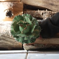 U.S. filigree (Agave titanota filigree)/ Style of Chika　no.1203-4