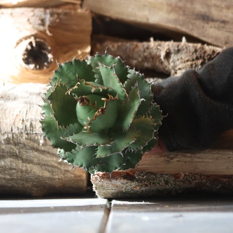 U.S. filigree (Agave titanota filigree)/ Style of Chika　no.1203-4