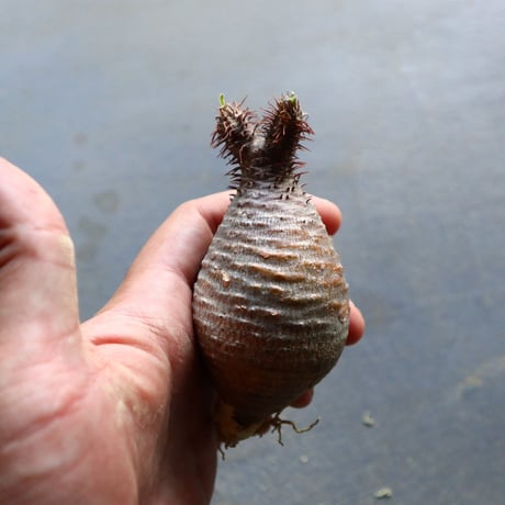 パキポディウム グラキリス 抜苗  Pachypodium rosulatum var. gracilius no.92914