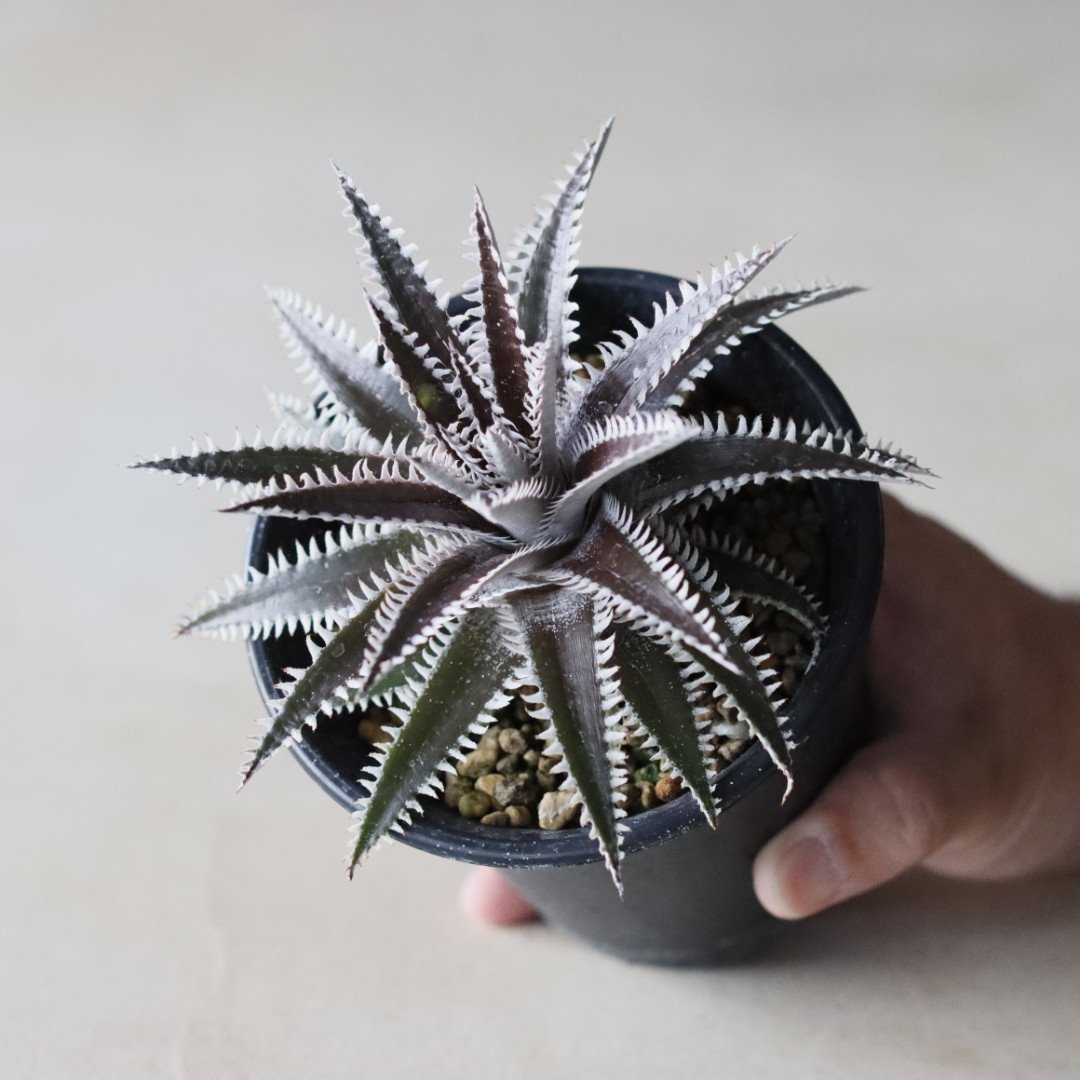 DBディッキア Dyckia Arizona x BS small #118 ⑵ fit=scale-down,w=1200