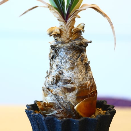 Boophane disticha × soso    no.100835
