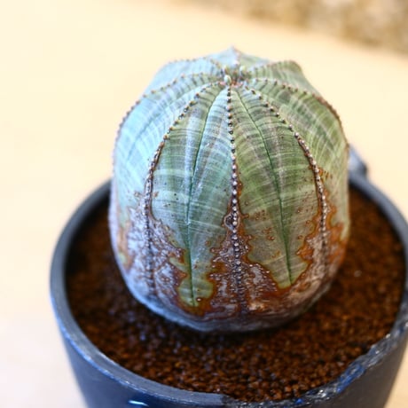 N/OH × Euphorbia obesa    no.61804