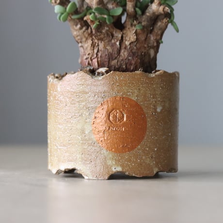 Ceraria pygmaea × N/OH (2.5号鉢)  no.420-51