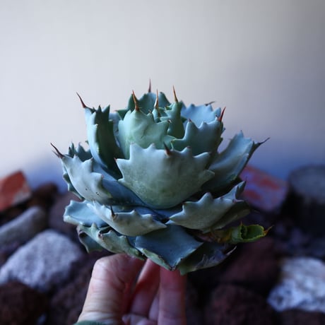 アガベ イシスメンシス   Agave Isthmensis   no.30836