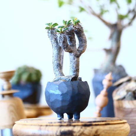Euphorbia guillauminiana × たけろうポット   no.91708