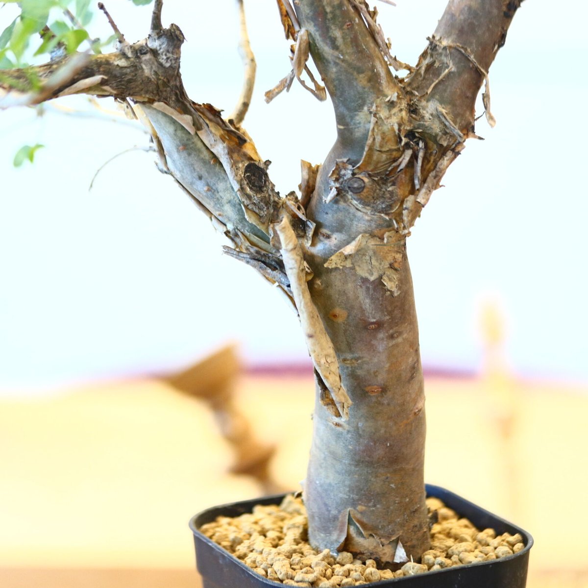 ブルセラ ファガロイデス / Bursera fagaroides no.62512 | ブルセラ ファガロイデス / Bursera fagaroides no.62512 |