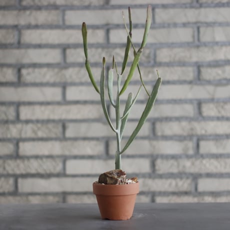 Euphorbia  enterophora (エンテロフォラ ナロー) / T.W. × YAMABACHI (3号) no.329/40