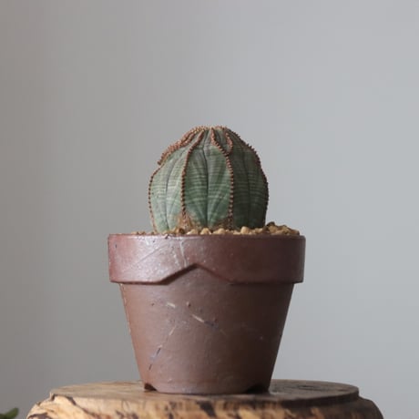 Euphorbia obesa  × YAMABACHI var. 六本芽  no.61608