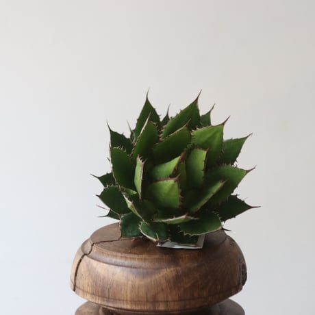 U.S. horrida (Agave horrida) / Style of Chika　no.1227-24