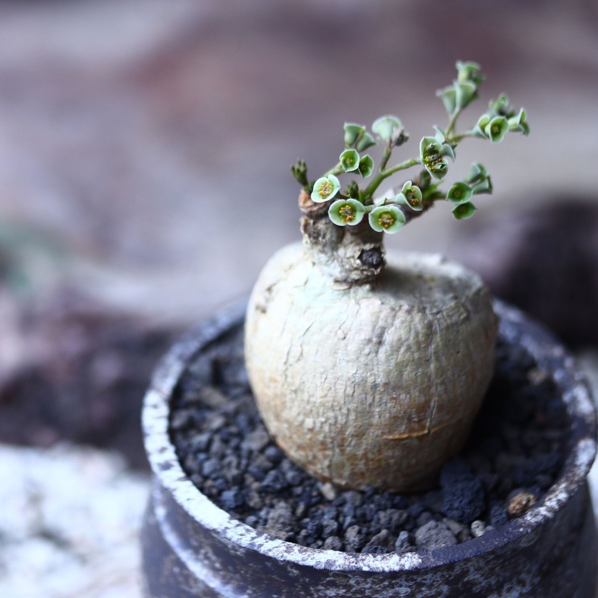 ユーフォルビア スバポダ Euphorbia subapoda no.022 | 芽の巣山