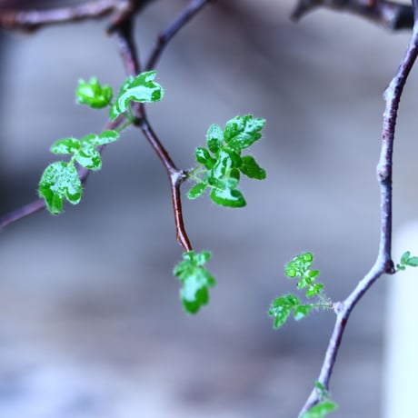 コミフォラ モンストローサ   Commiphora monstrosa   no.92720