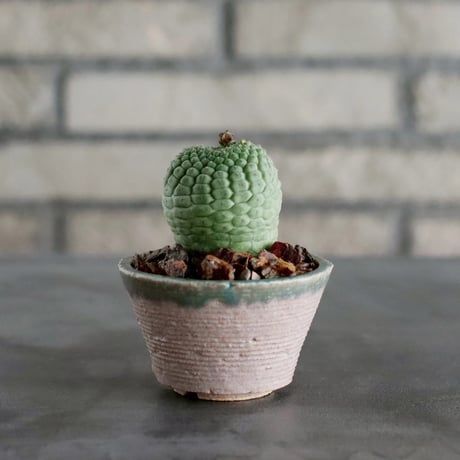 MASSES×M&M Mulch Box 芽の巣山 MASSES×M&M Mulch Box 芽の巣山 MASSES