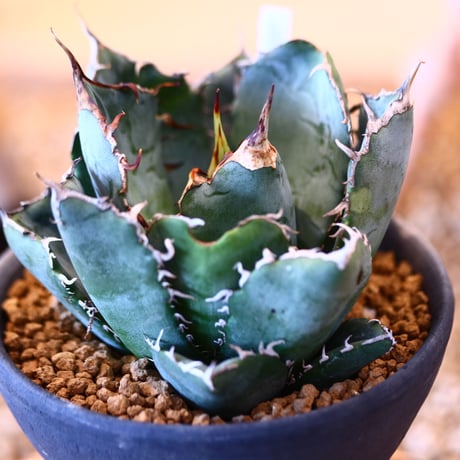 【9/9入荷未発根未活着ベアルート植込み】Agave titanota White Whale  no.91775