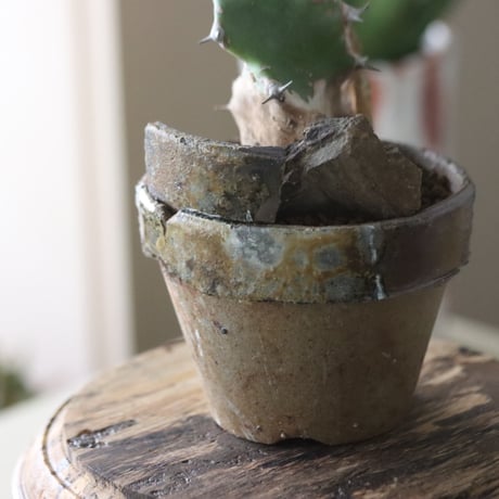 Euphorbia tortilis × YAMABACHI var.六本芽    no.51913