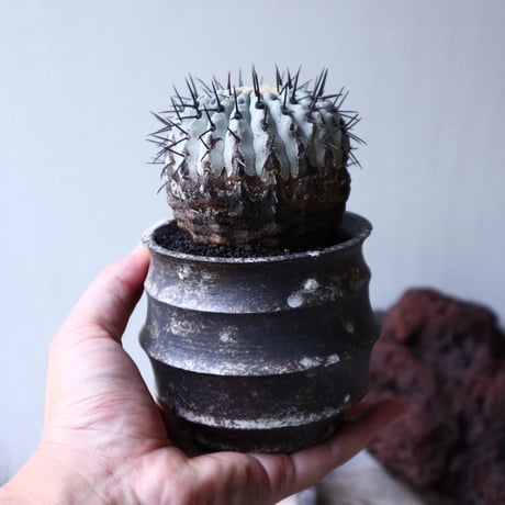 コピアポア 孤竜丸    Copiapoa cinerea var. columna-alba   no.90130