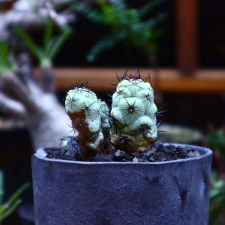 オルテゴカクタス  マクドガリー／Ortegocactus macdougallii     no.51635