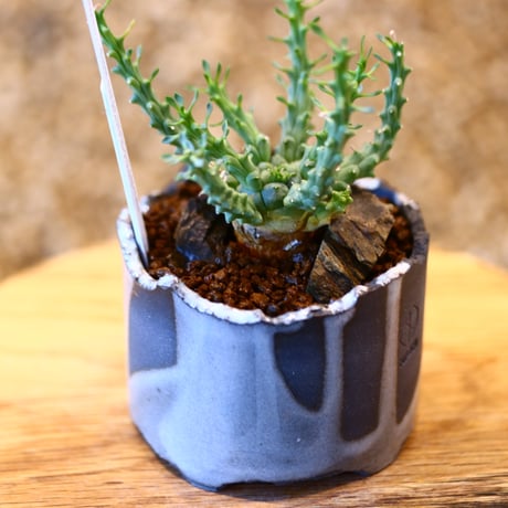 Euphorbia gorgonis × N/OH   no.11405