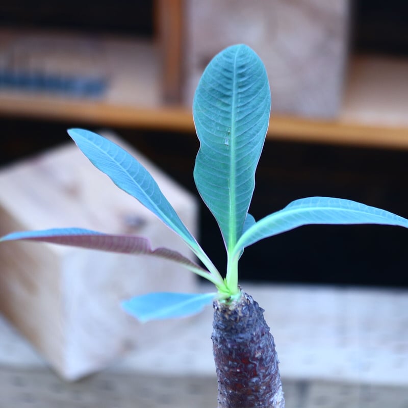 ユーフォルビア パキポディオイデス／Euphorbia pachypodioides n