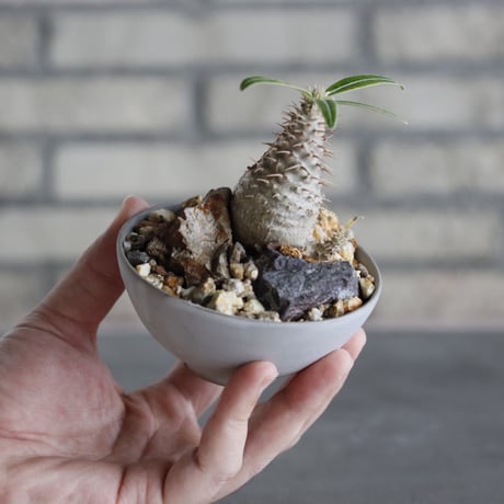 Pachypodium gracilius × Kazuhiro Arima (3号) no.628/79