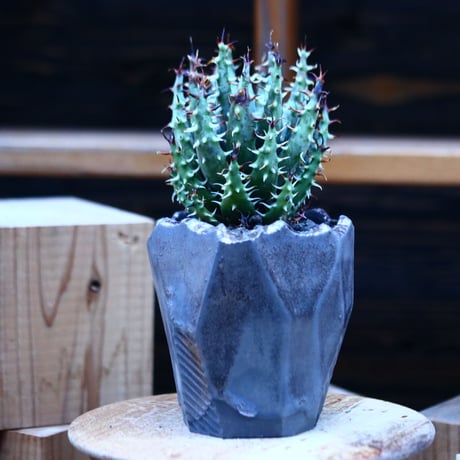 アロエ エリナケア／Aloe melanacantha ssp. var. erinacea  no.13092