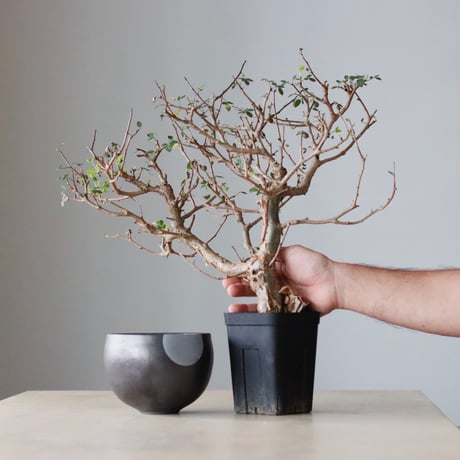 N/OH 植え替えセット / Bursera fagaroides  / 5.5号  no.810-71