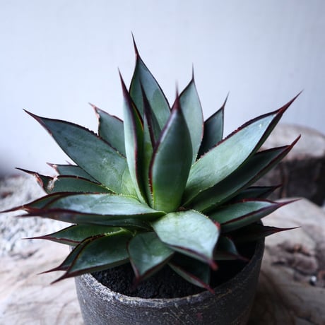 アガベ   ブルーグロー    Agave 'Blue Glow'　no.112423
