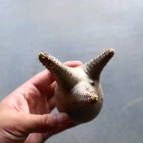 パキポディウム グラキリス 抜苗  Pachypodium rosulatum var. gracilius no.92935