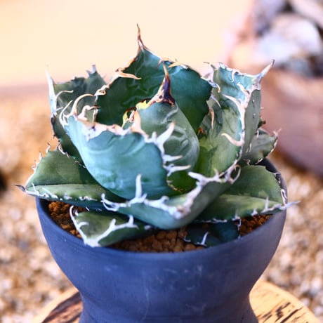 【9/9入荷未発根未活着ベアルート植込み】 Agave titanota White Whale    no.91771