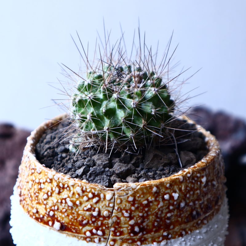 陶器鉢　狂鉢　アガベ　サボテン　コピアポア　グラキリス TOKYO BOTANICAL POT 【3D print】を購入したのでアガベと
