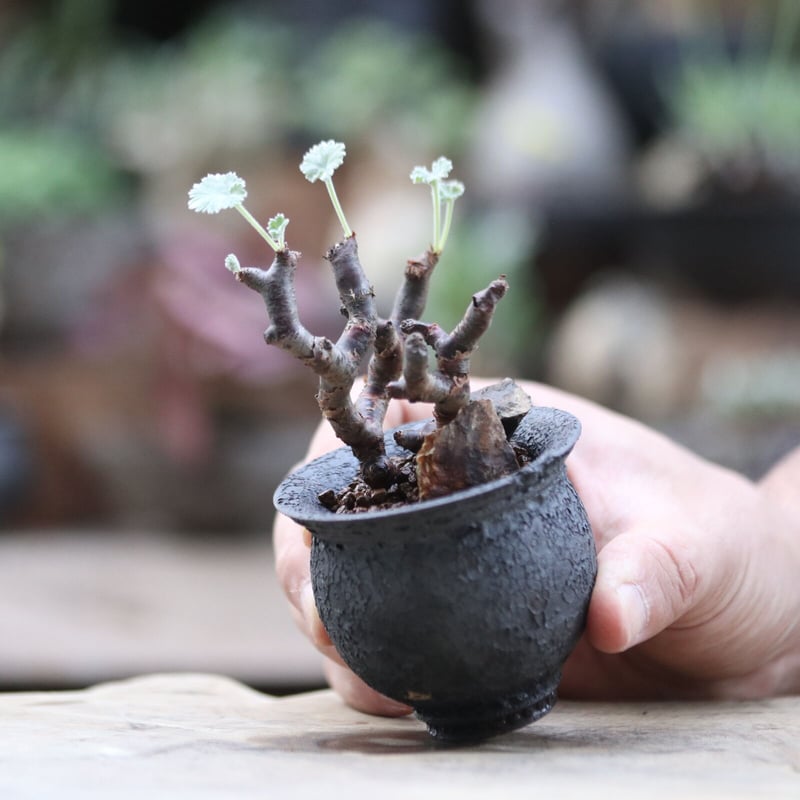 ペラルゴニム ミラビレ／Pelargonium mirabile no.103028 | 芽の巣山